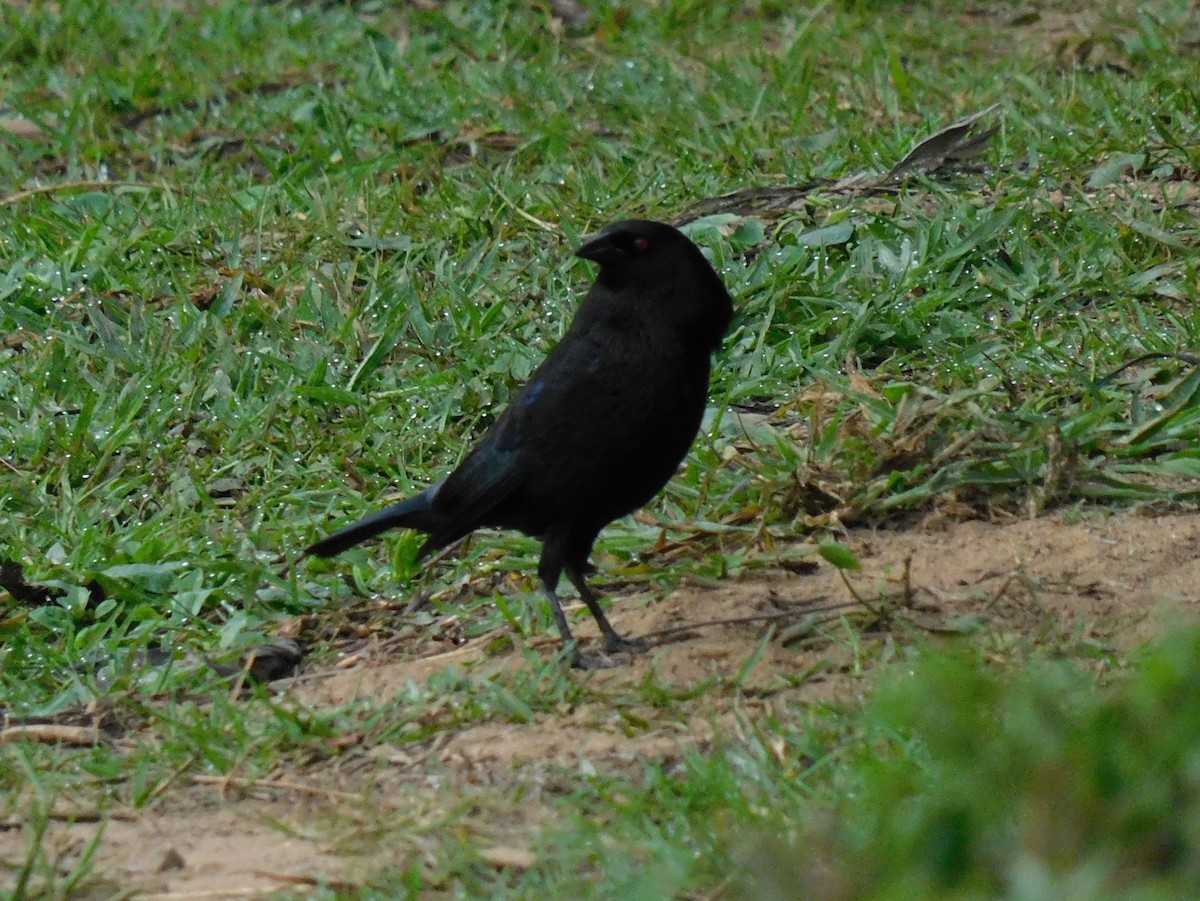 Bronzed Cowbird - ML618908132