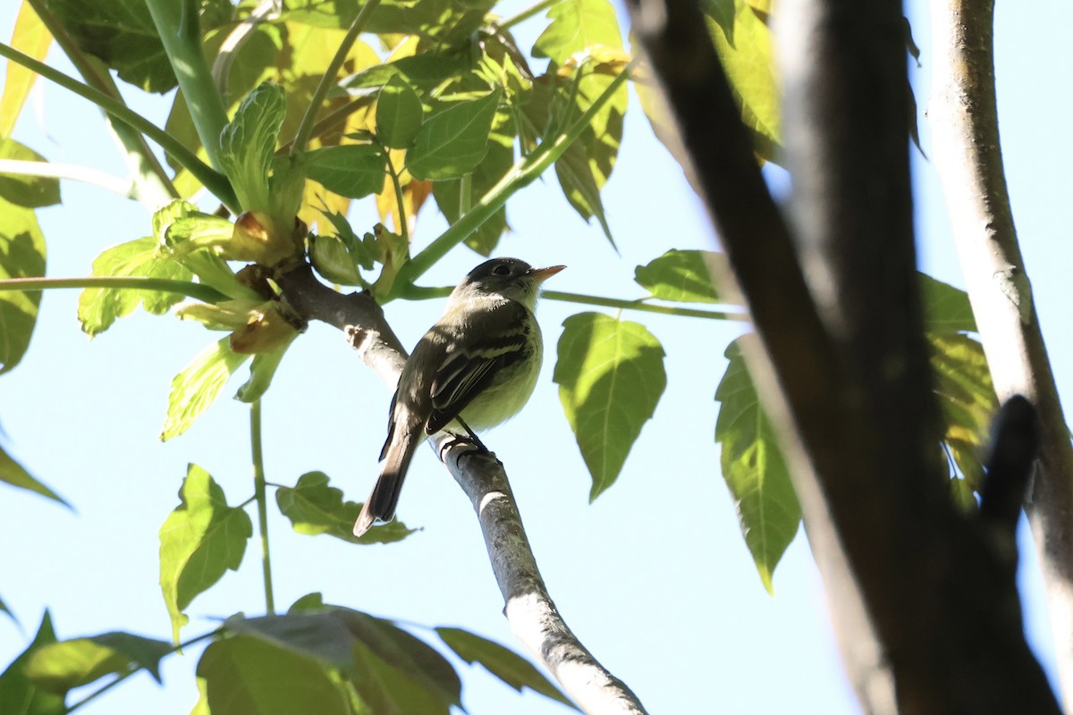 Least Flycatcher - ML618908136