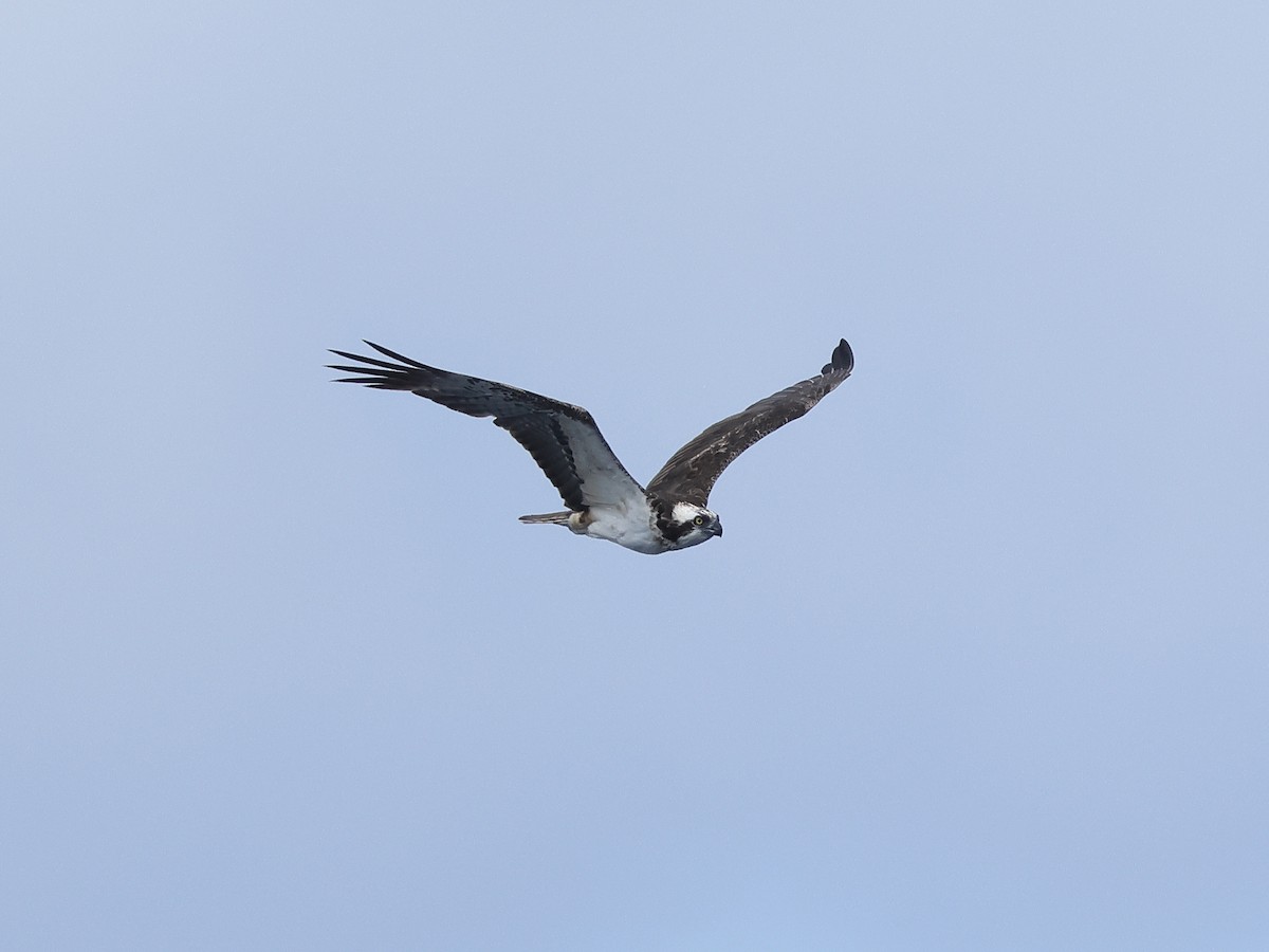 Osprey - Mark Newsome