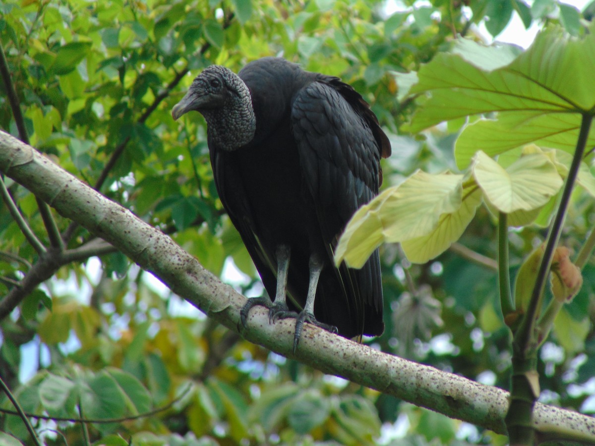 Black Vulture - Adriana Rojas
