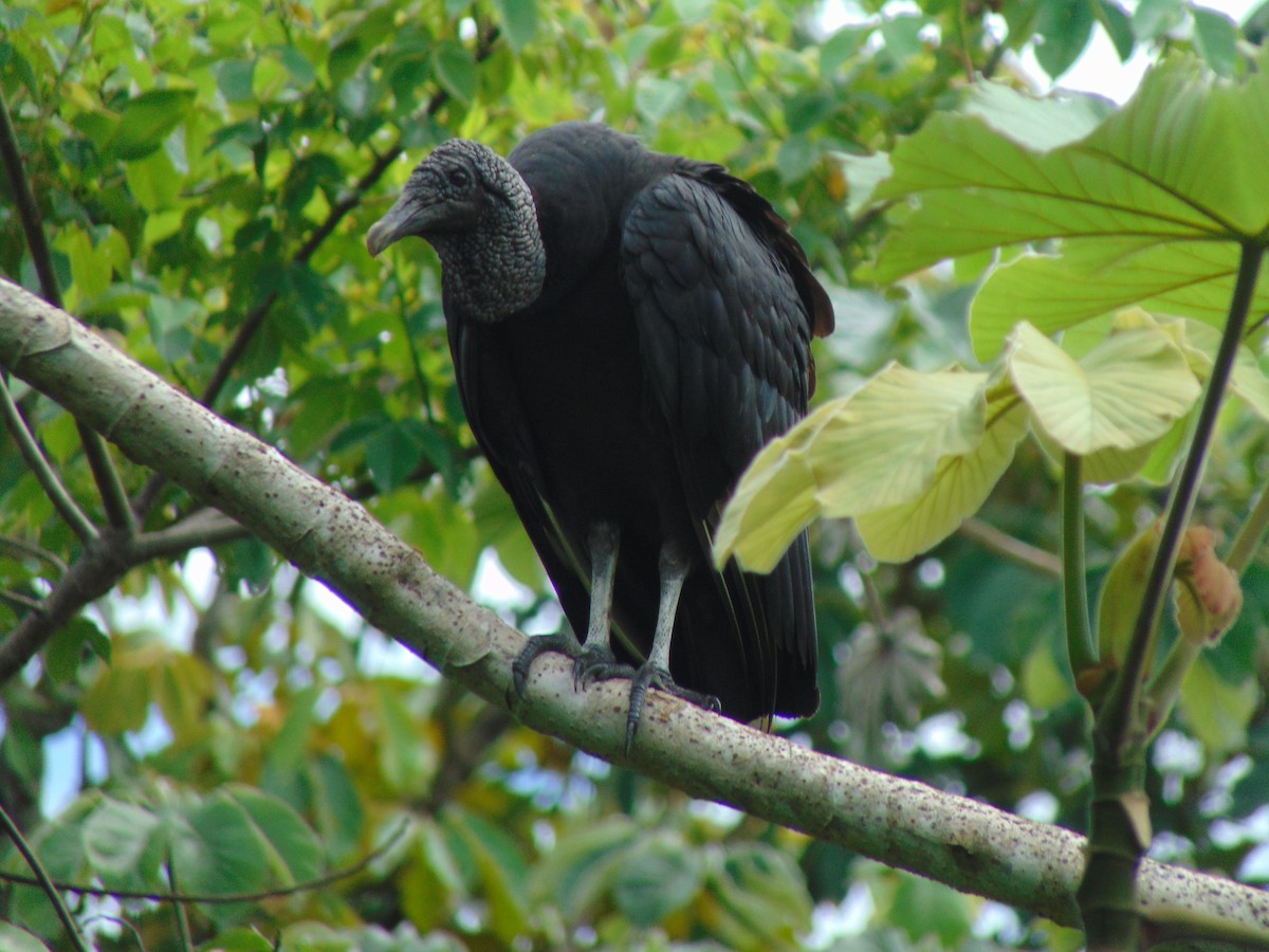 Black Vulture - ML618908139