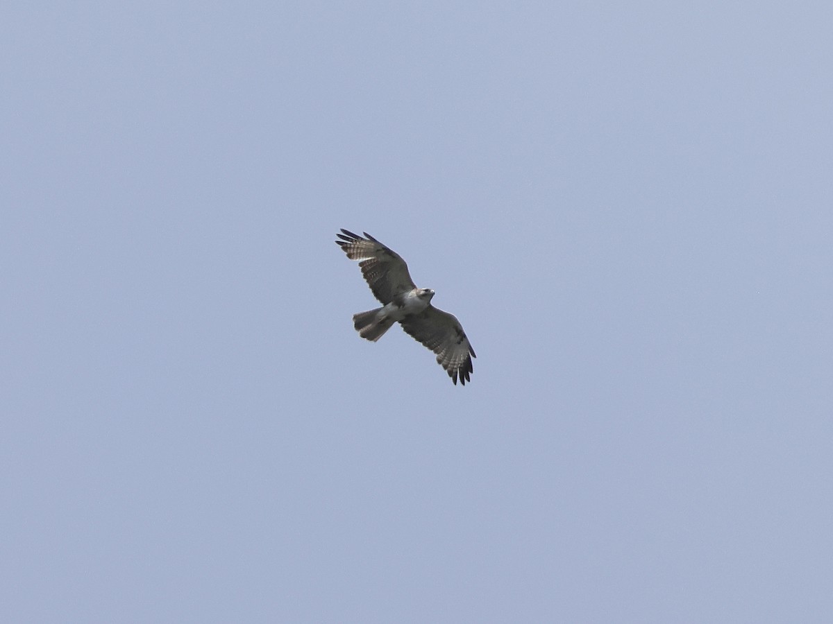 Eastern Buzzard - ML618908145