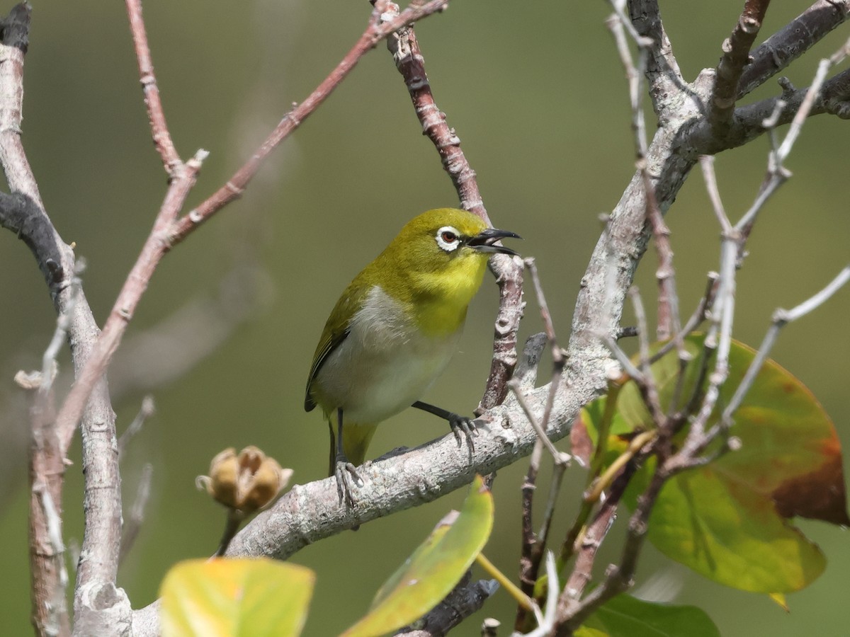 Warbling White-eye - Mark Newsome