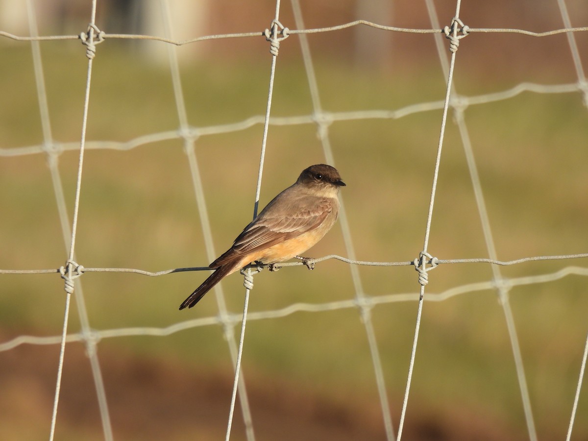 Say's Phoebe - Lara Fitzpatrick