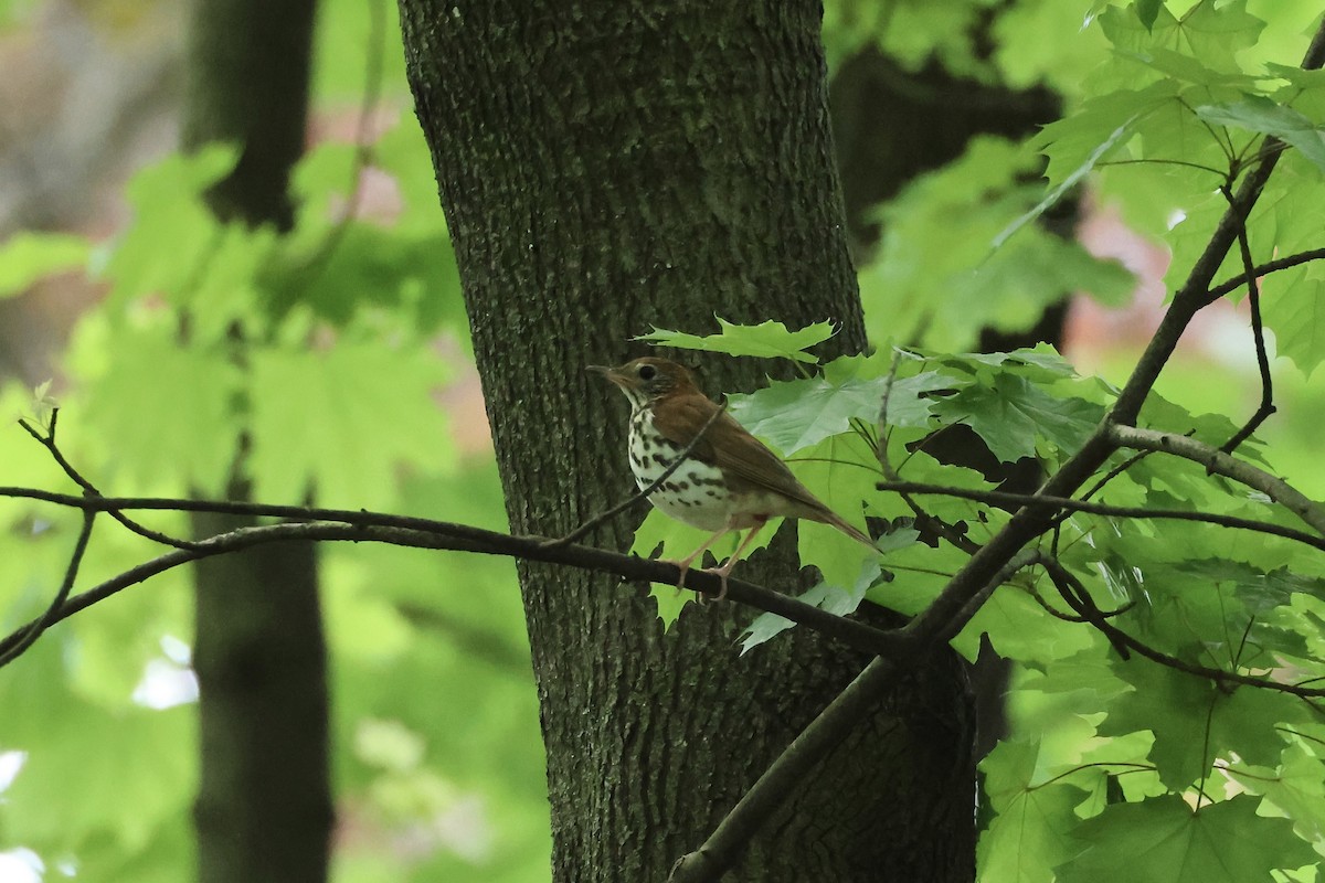 Wood Thrush - ML618908166