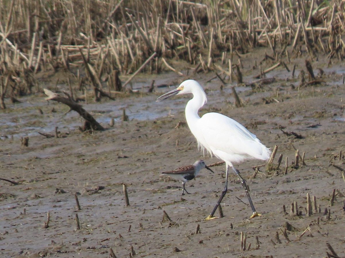 Snowy Egret - ML618908167