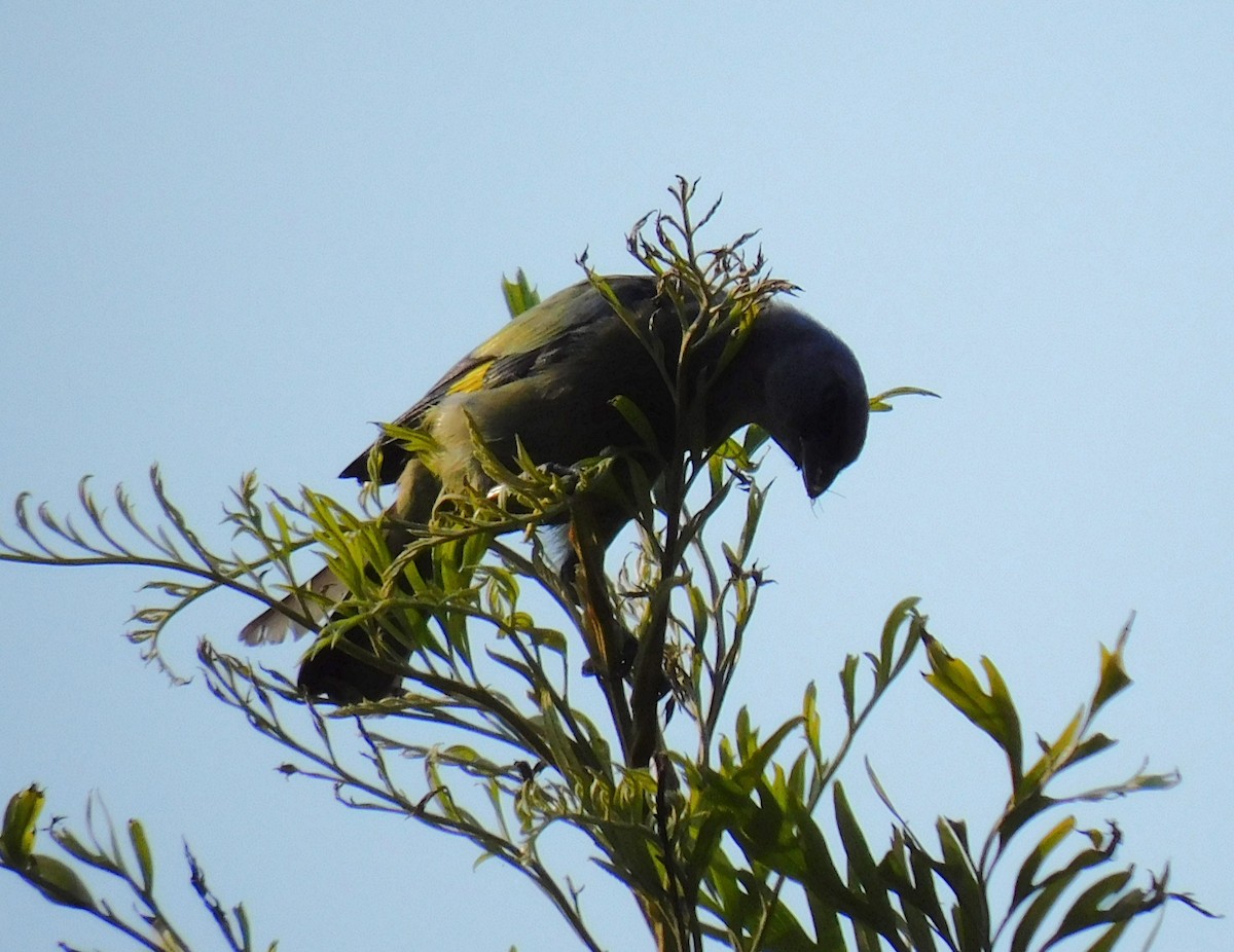 Yellow-winged Tanager - ML618908173