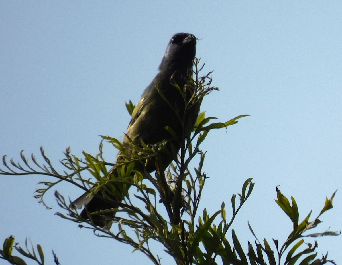 Yellow-winged Tanager - Luis Manuel Gómez