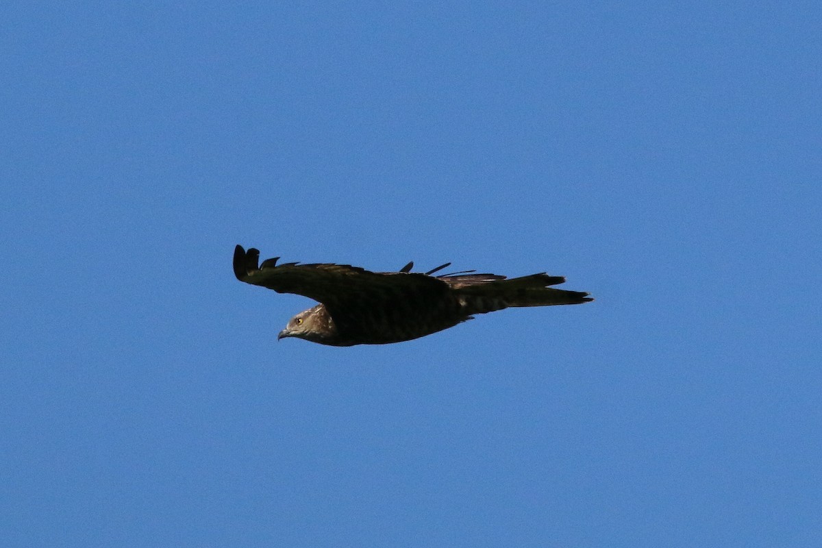 European Honey-buzzard - Federico Ghiazza