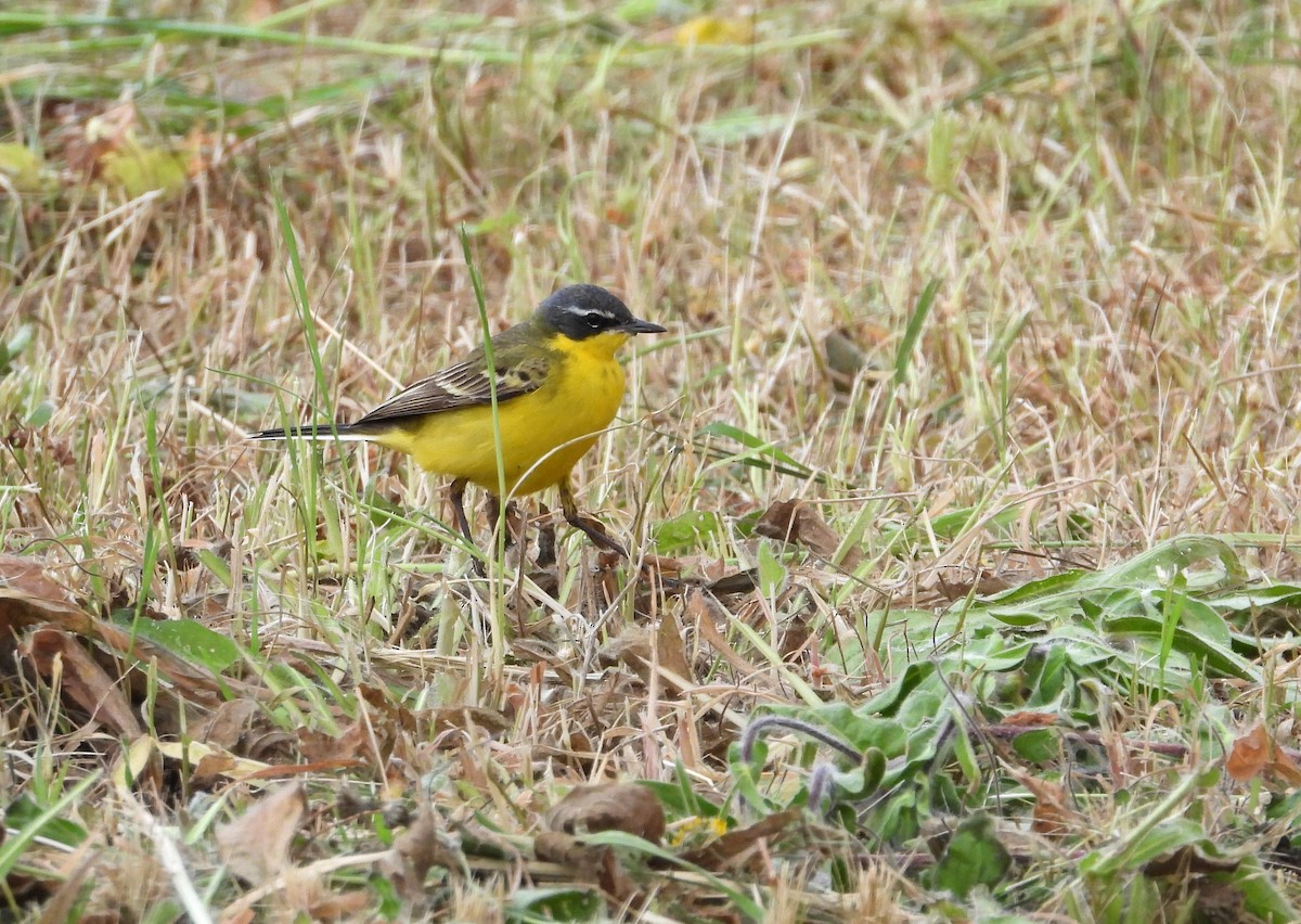 Western Yellow Wagtail (flava) - Francesco Barberini