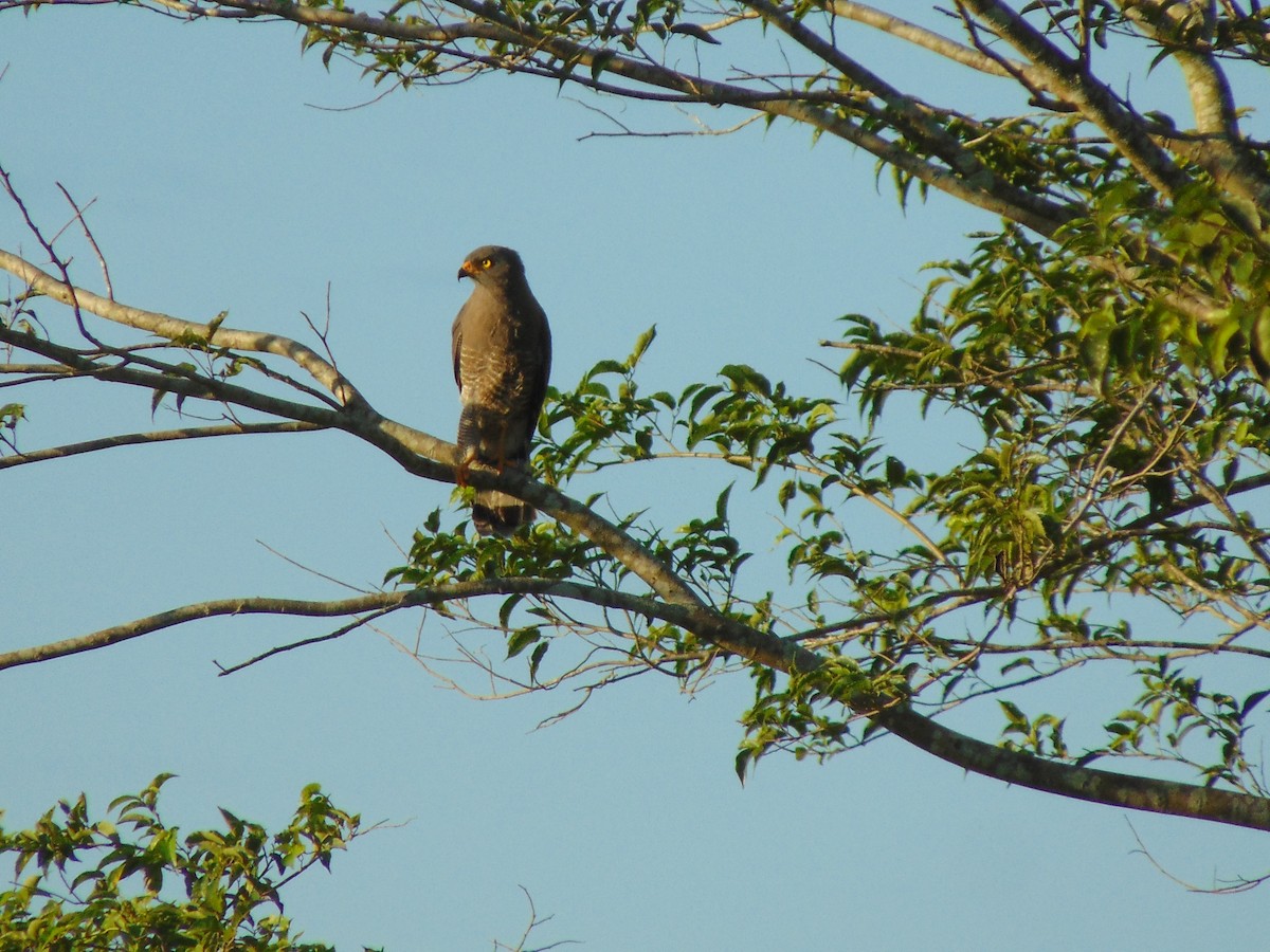 Roadside Hawk - ML618908204