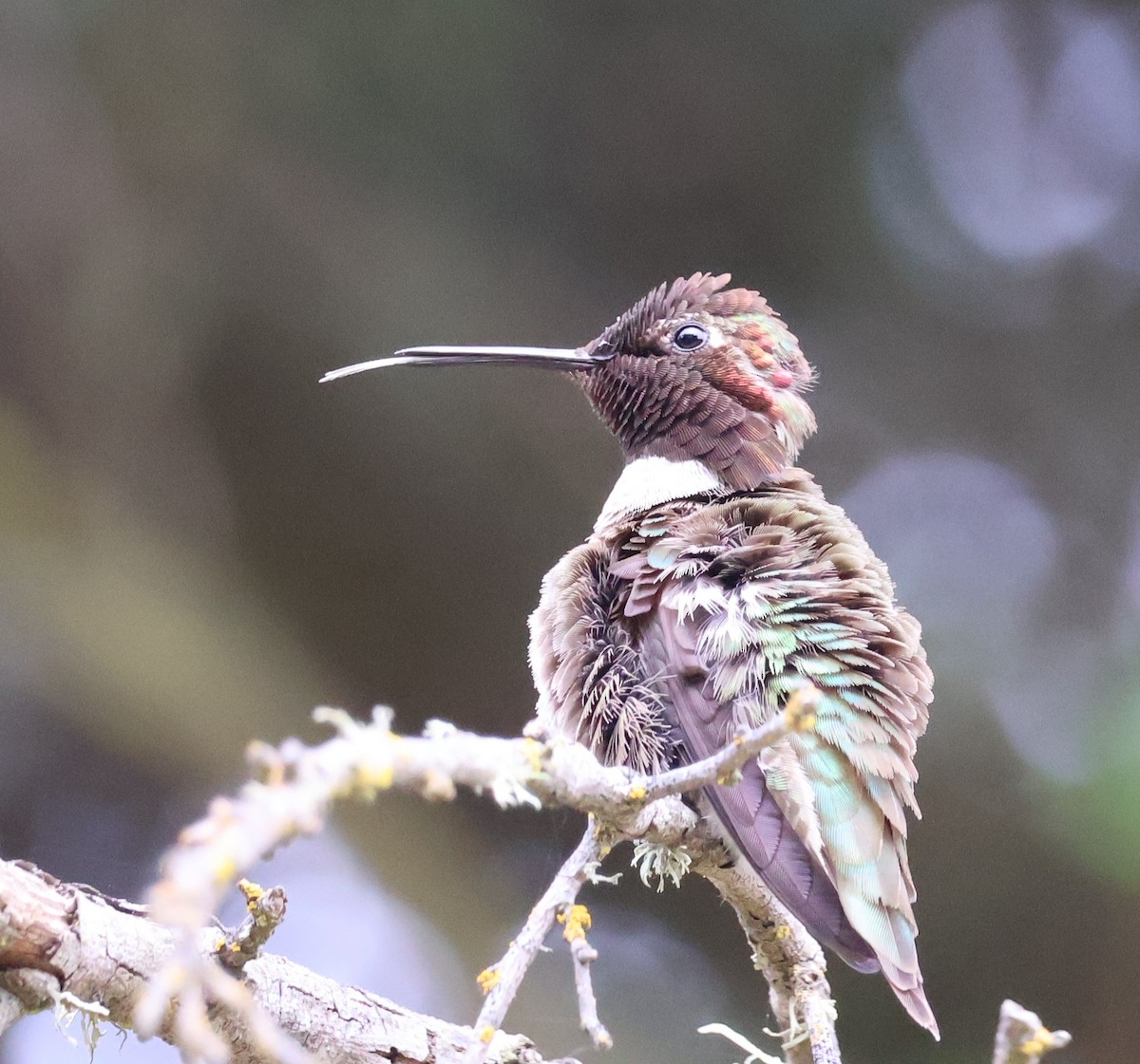 Anna's Hummingbird - ML618908215