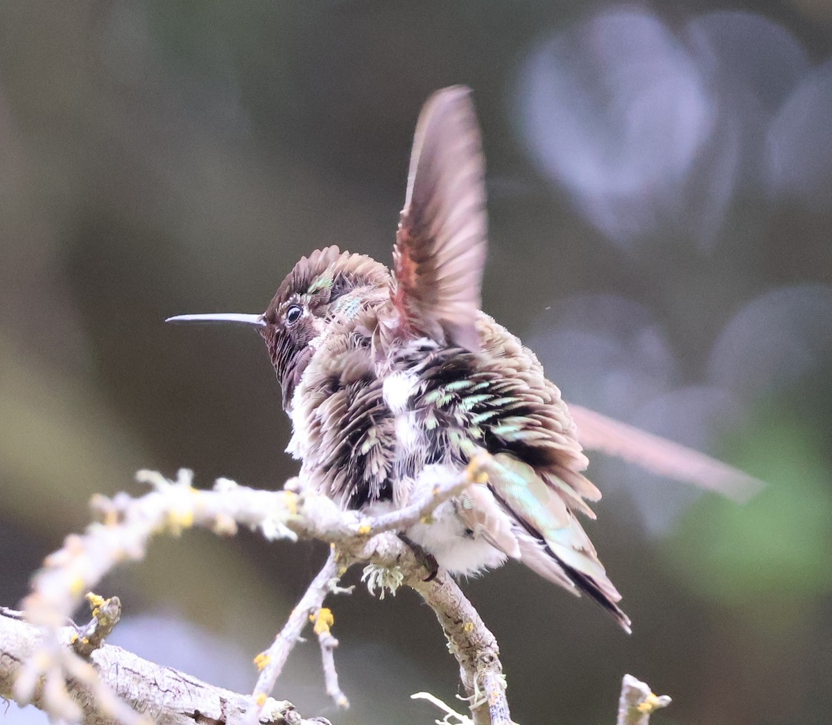 Anna's Hummingbird - ML618908216
