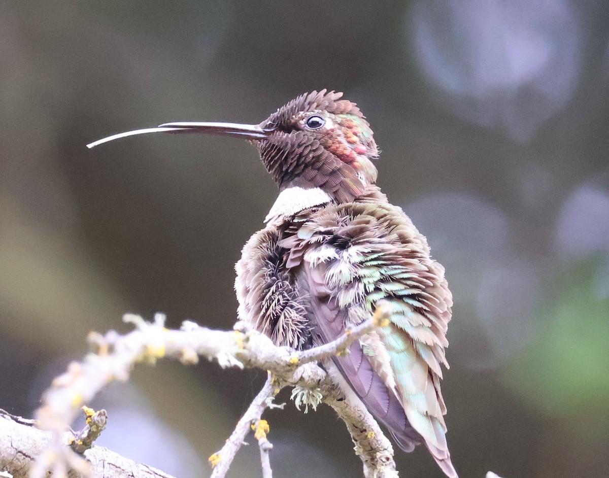 Colibrí de Anna - ML618908217