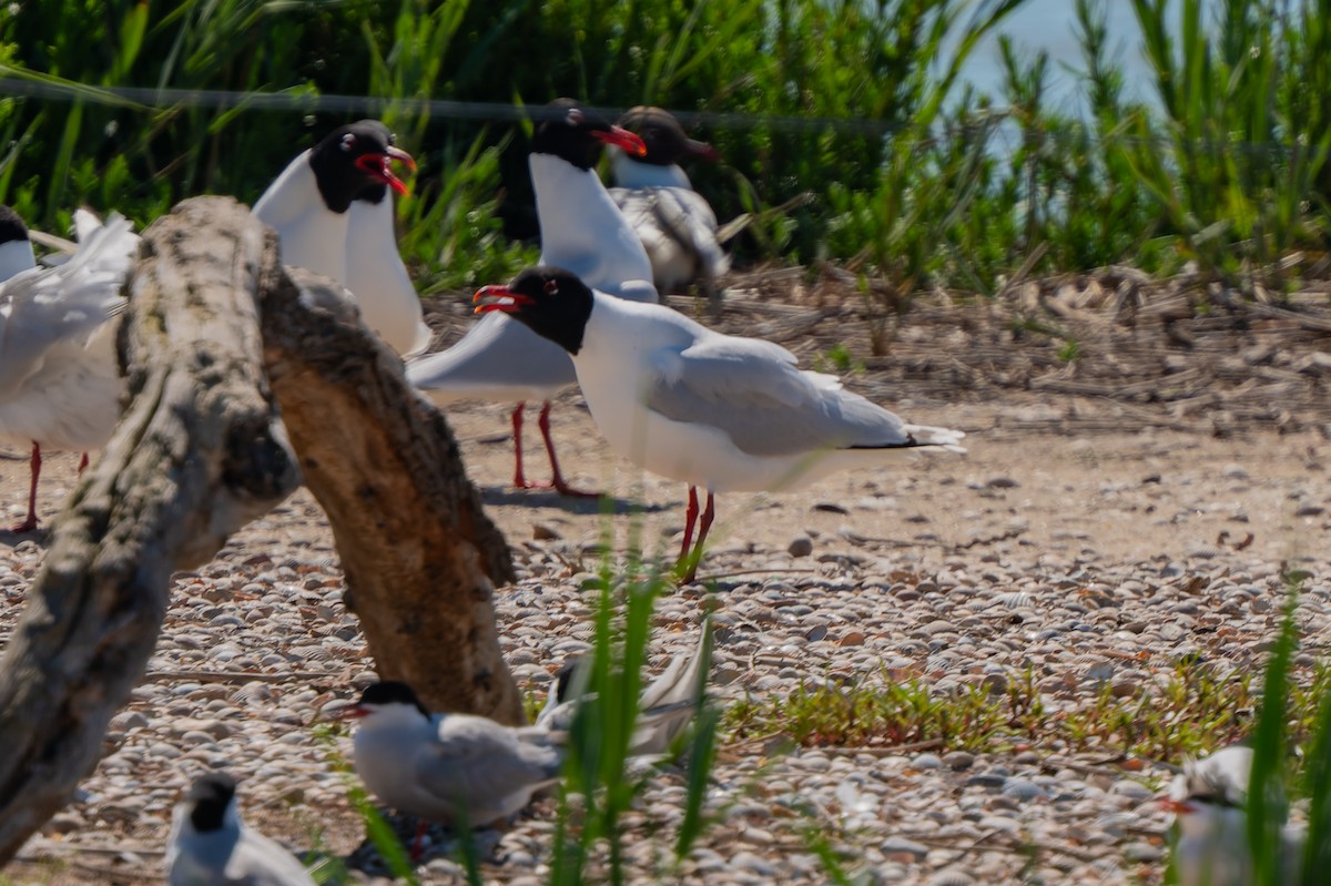 Mediterranean Gull - lucien ABAH