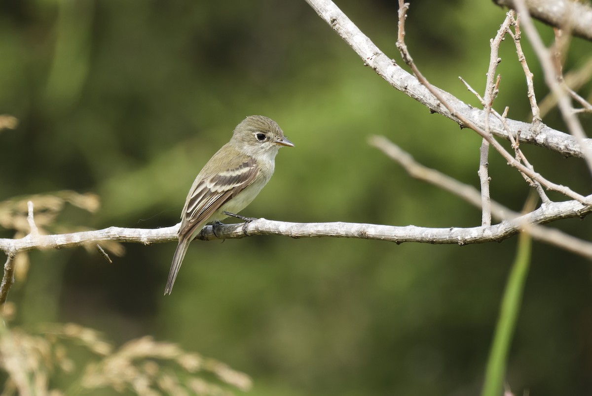 Least Flycatcher - ML618908229