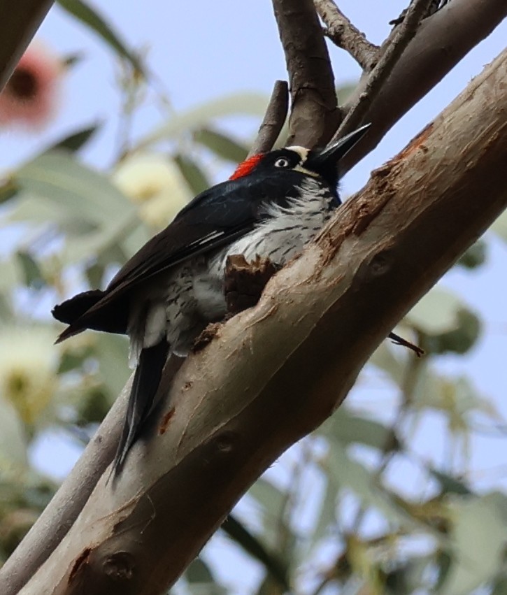 Acorn Woodpecker - Suba S