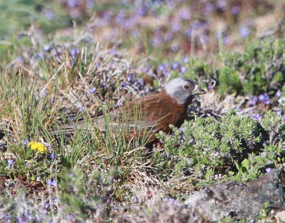 Gray-crowned Rosy-Finch - Isaiah Nugent