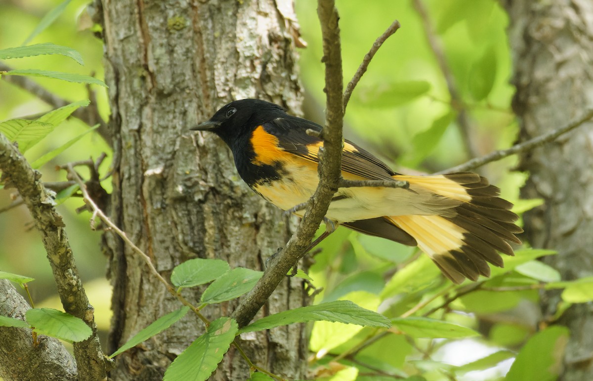 American Redstart - ML618908252