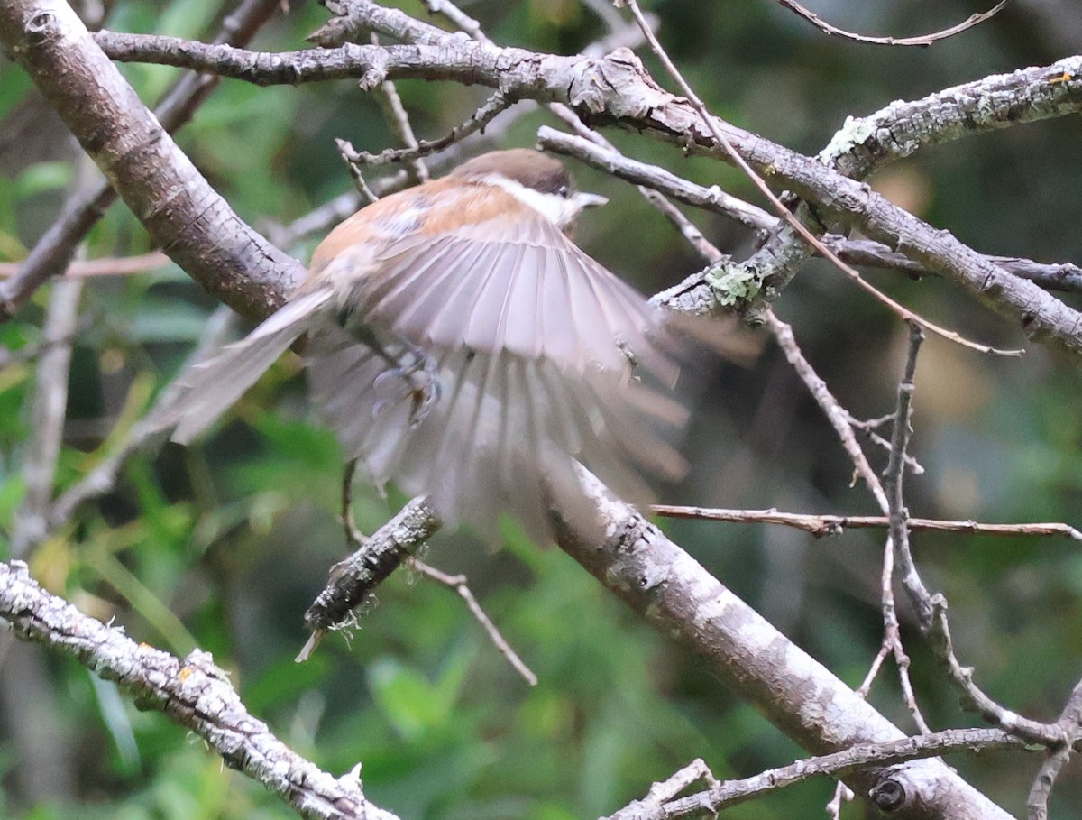 Chestnut-backed Chickadee - ML618908253