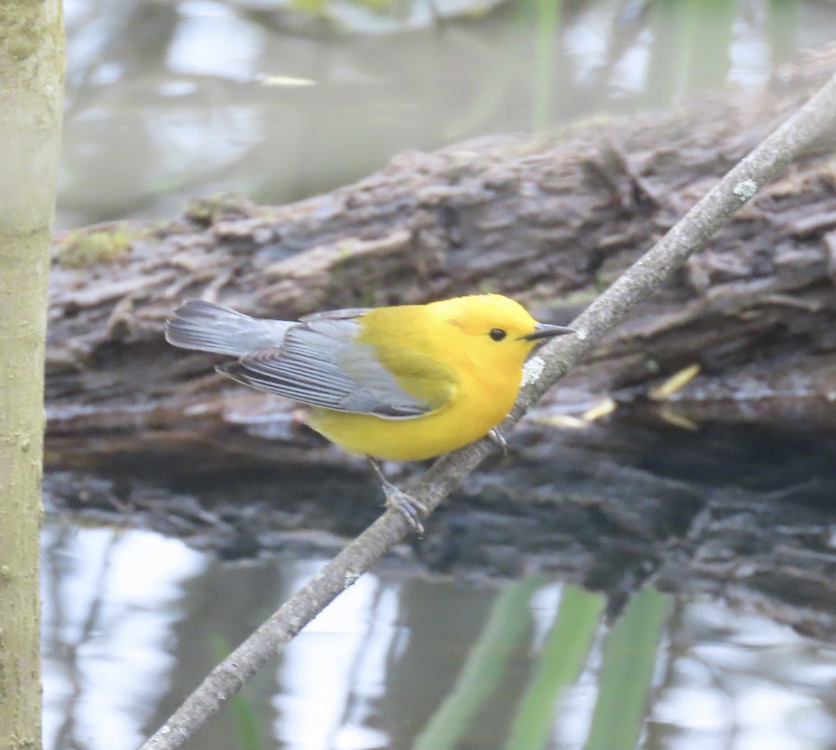 Prothonotary Warbler - Cathie Ferguson