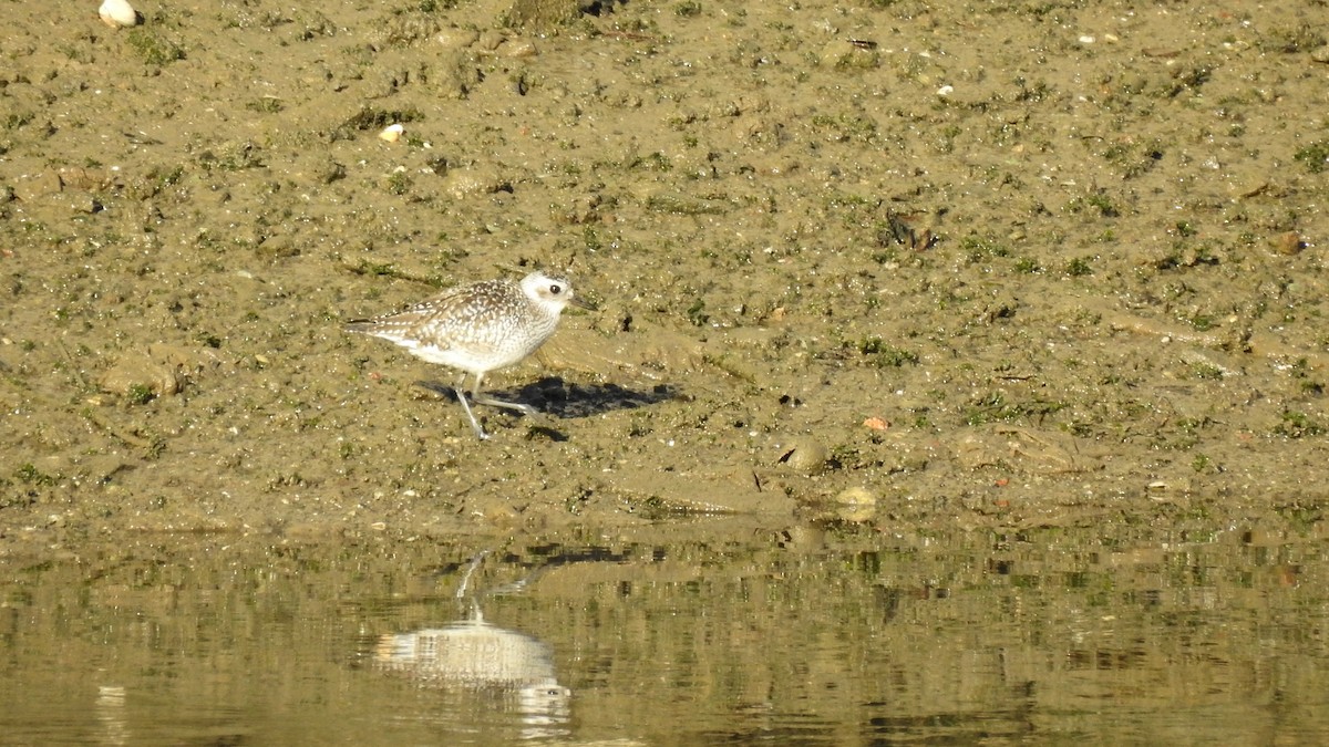 Black-bellied Plover - Ricardo Salgueiro