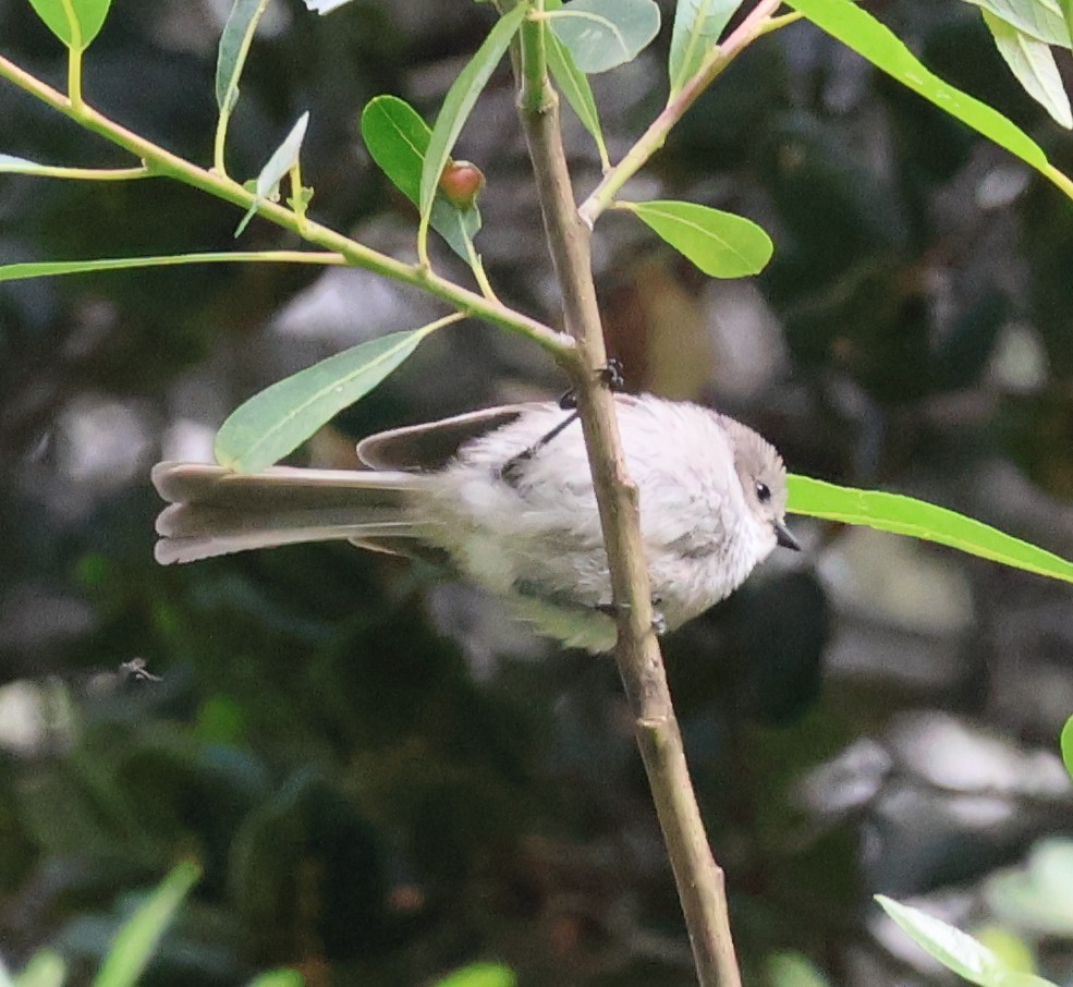 Bushtit - Suba S