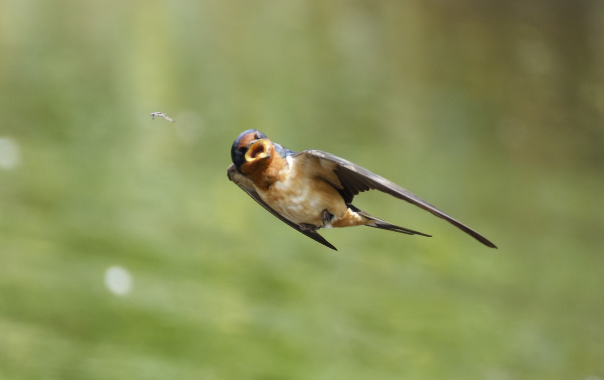 Barn Swallow - ML618908261