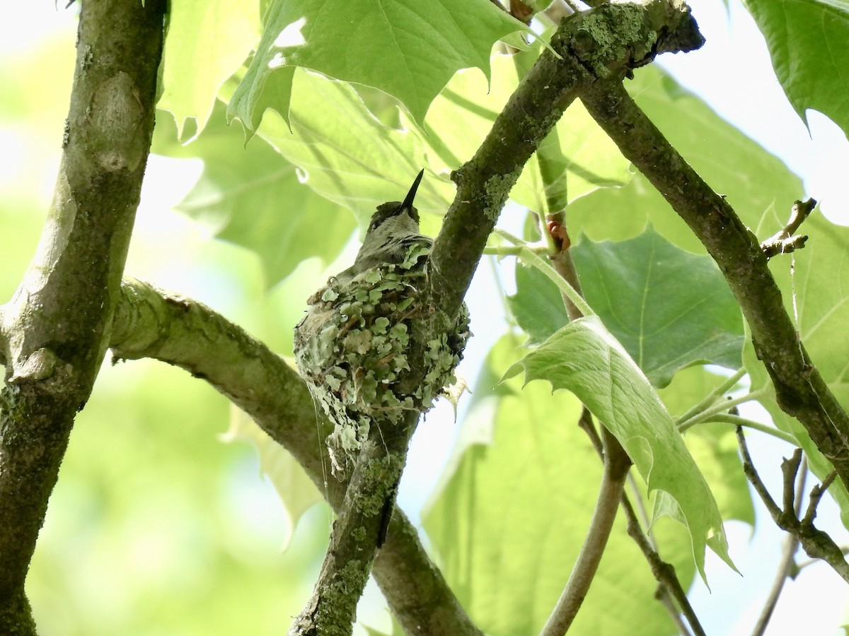 Ruby-throated Hummingbird - Christopher Plummer