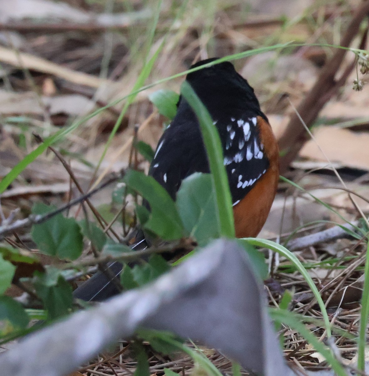 Spotted Towhee - Suba S