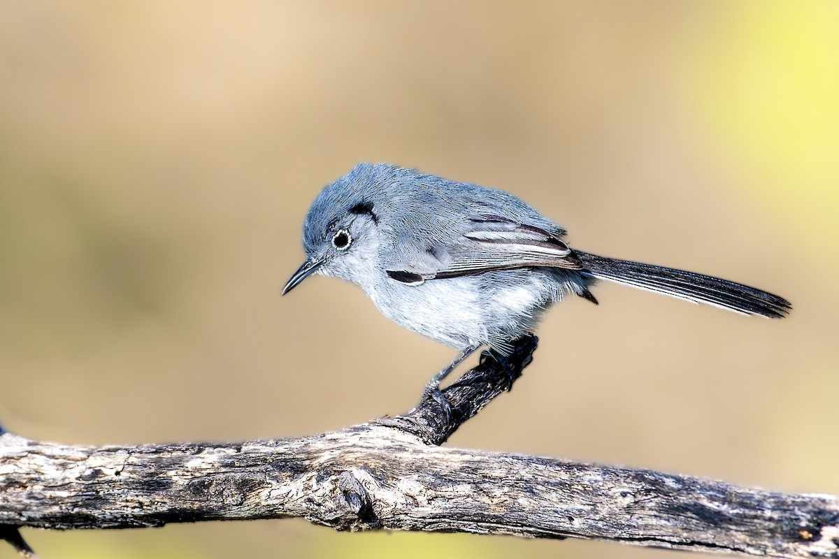 Cuban Gnatcatcher - José Alberto Pérez Hechavarría