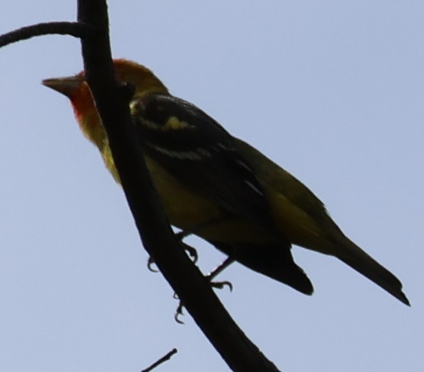 Western Tanager - ML618908294