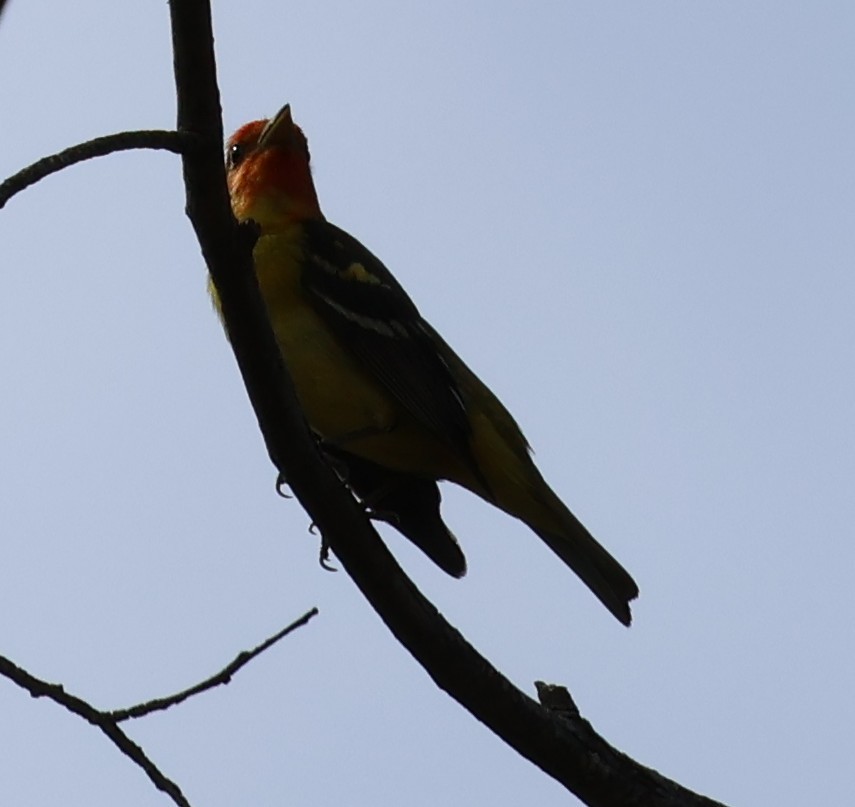 Western Tanager - ML618908295
