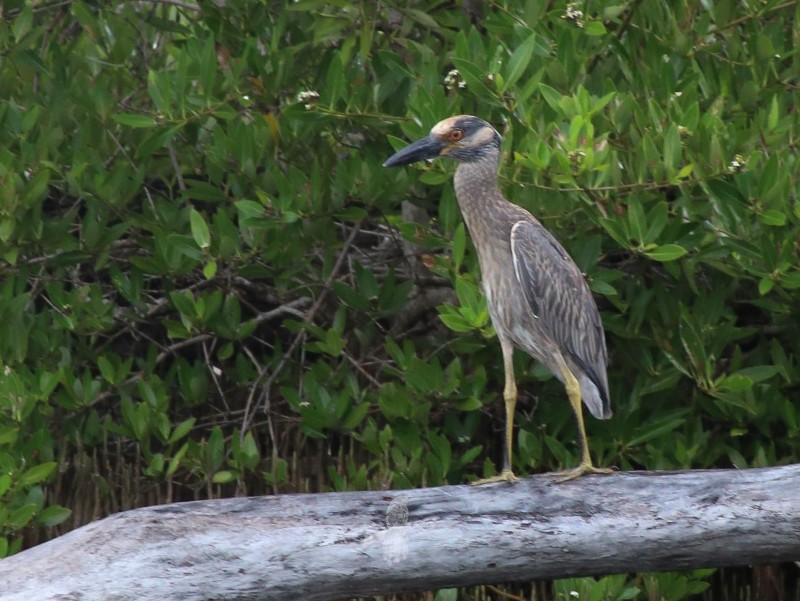 Yellow-crowned Night Heron - Eric Torres-Rivera