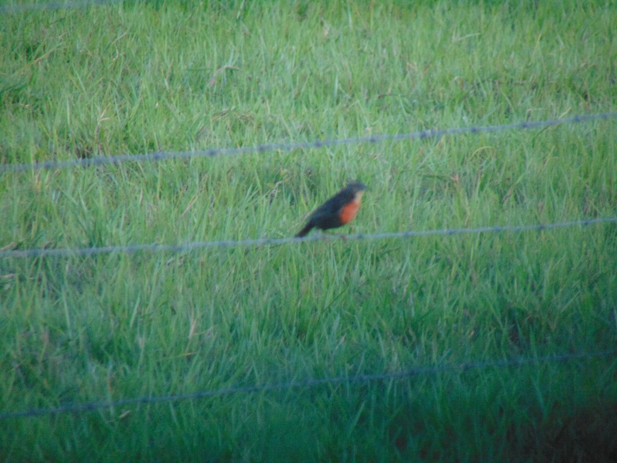 Red-breasted Meadowlark - Adriana Rojas