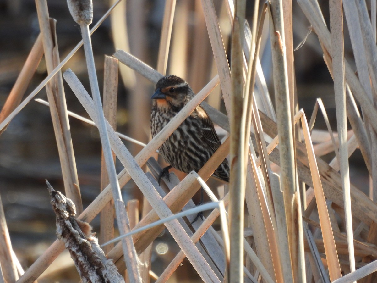 Red-winged Blackbird - Lara Fitzpatrick