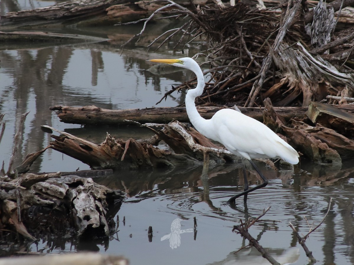 Great Egret - ML618908329