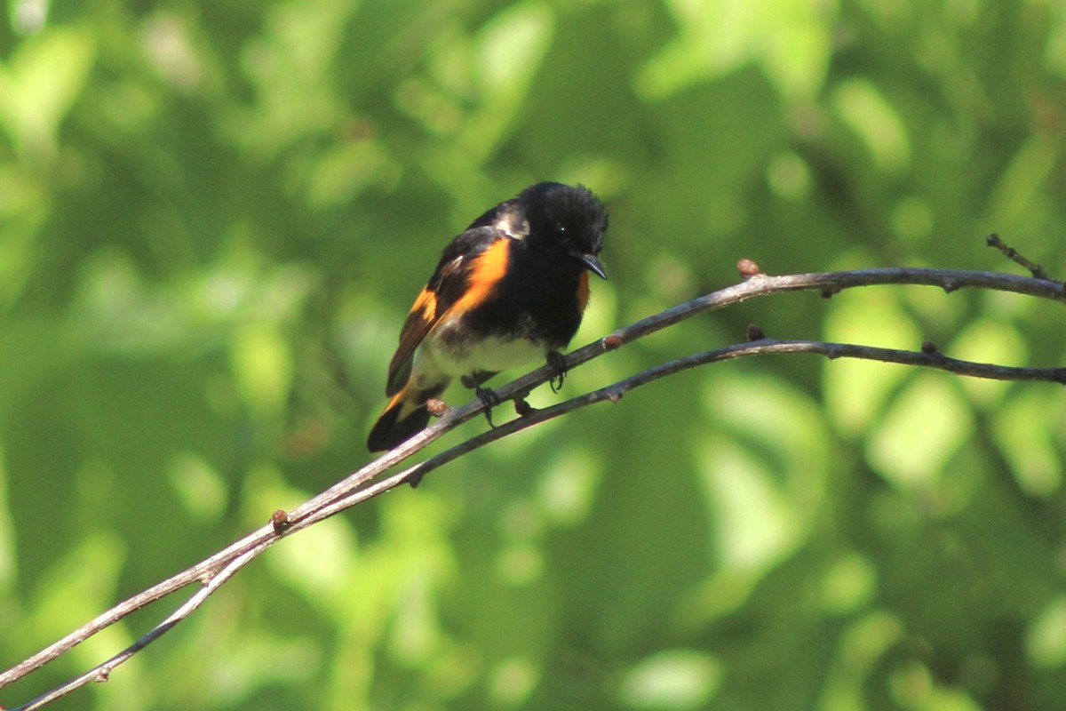 American Redstart - Jen Grovatt