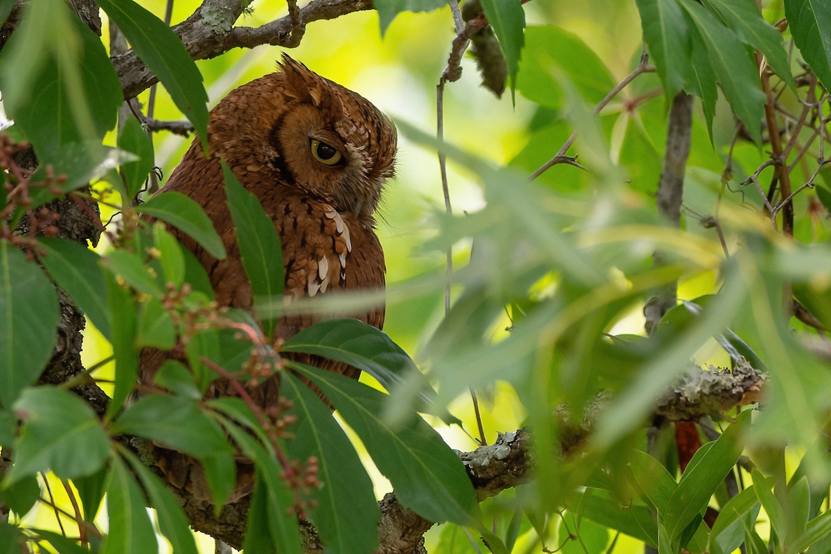 Eastern Screech-Owl - S. Hunter Spenceley