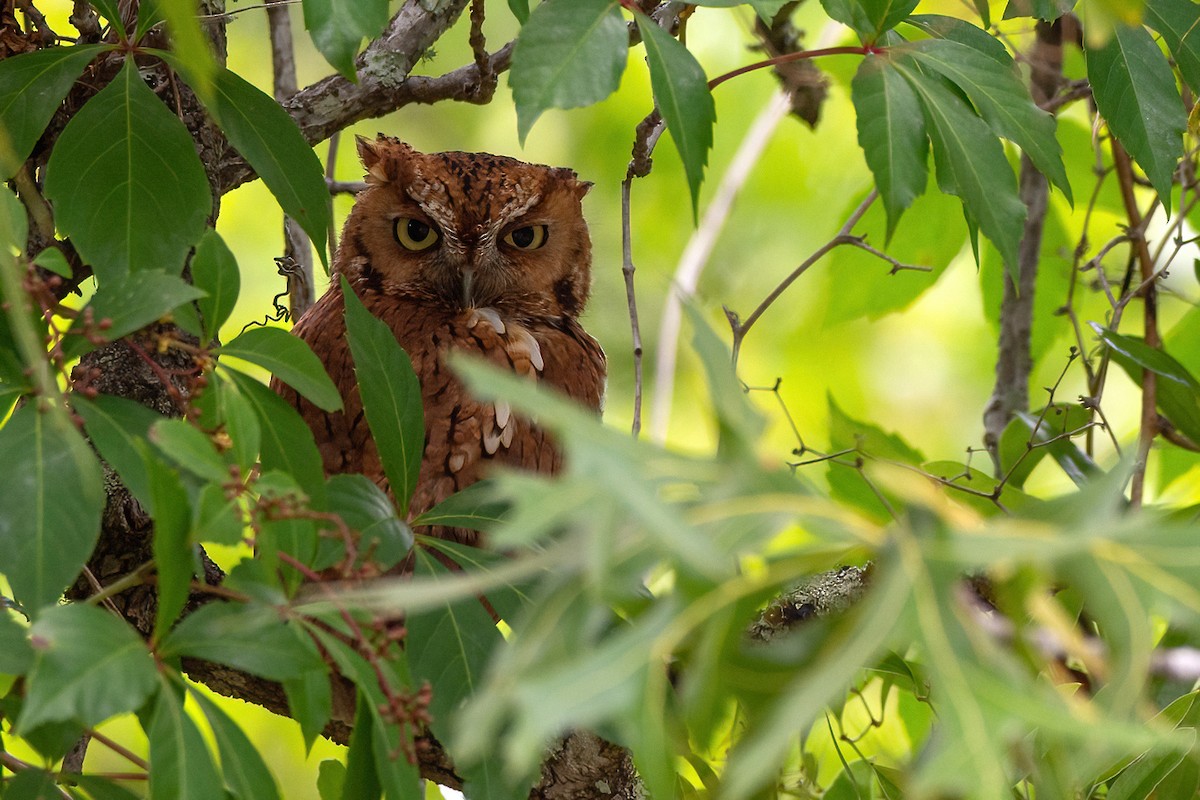 Eastern Screech-Owl - ML618908340