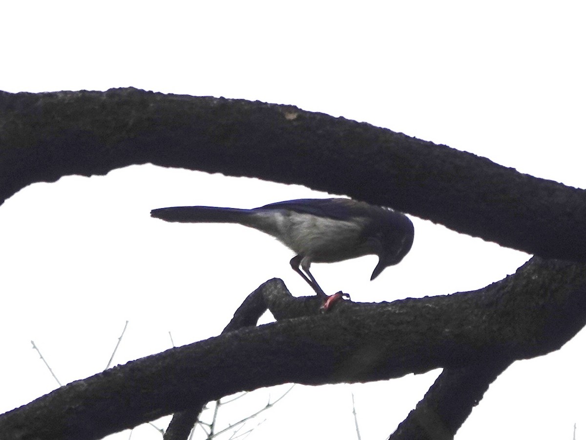 California Scrub-Jay - ML618908372