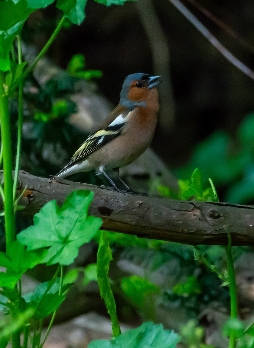 Common Chaffinch - Boris Okanović