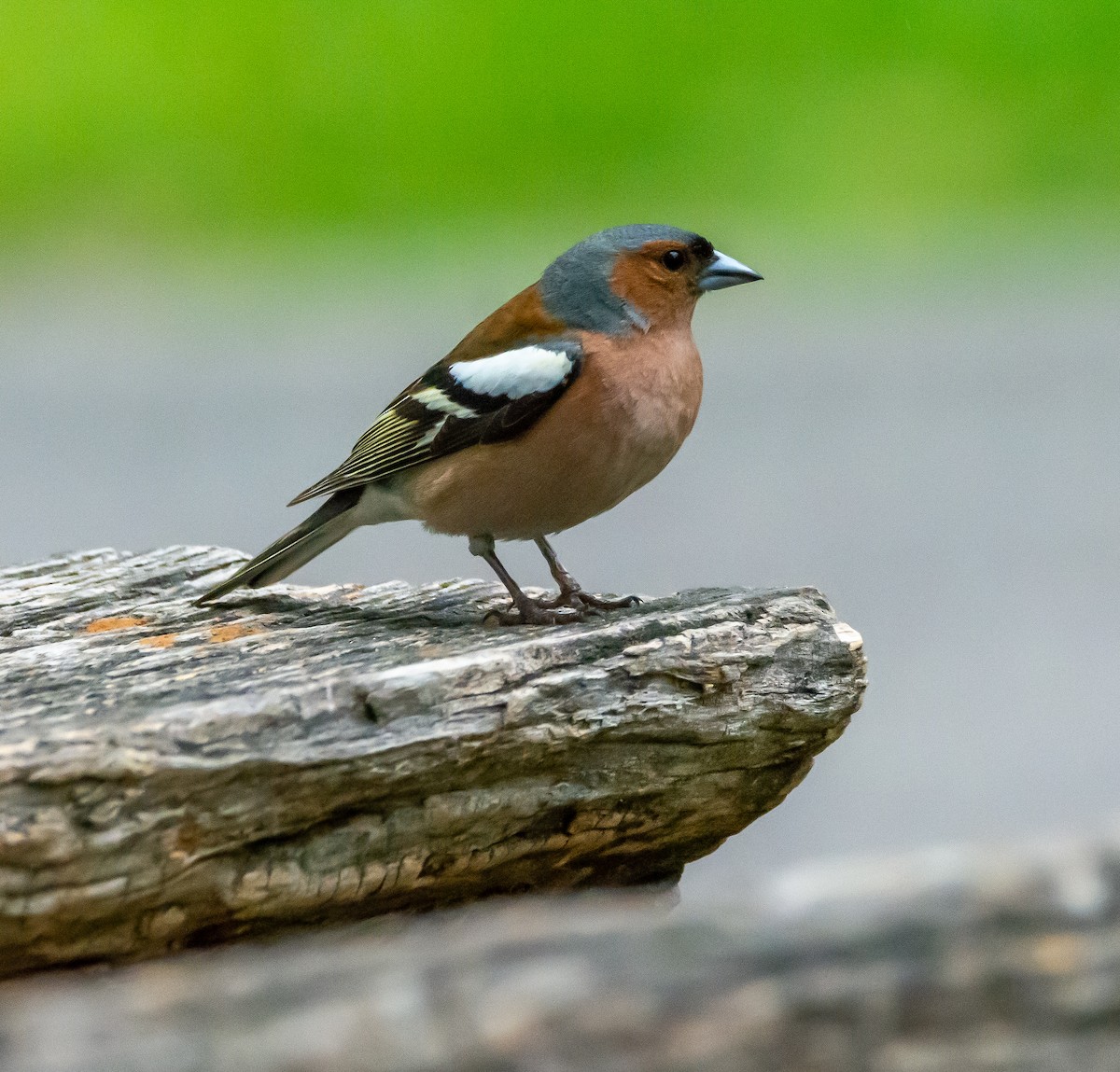 Common Chaffinch - Boris Okanović