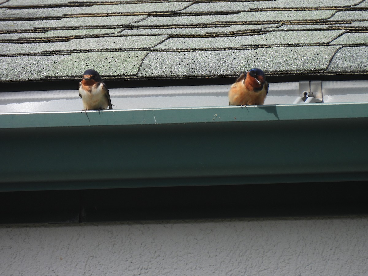 Barn Swallow - Christopher Plummer