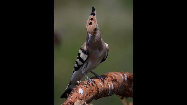 Eurasian Hoopoe - ML618908390