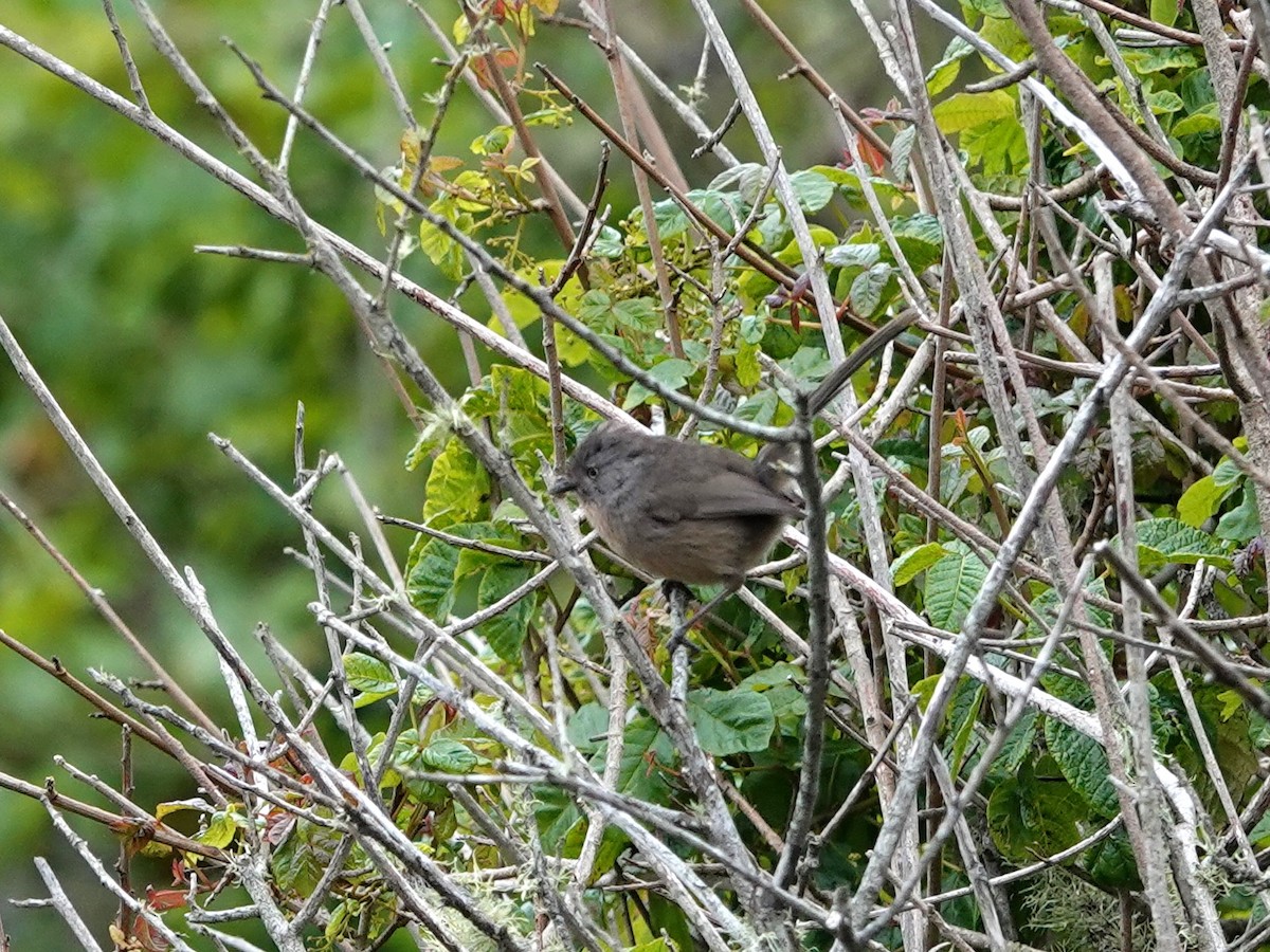 Wrentit - ML618908401