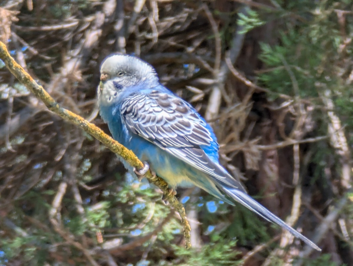 bird sp. - ML618908403