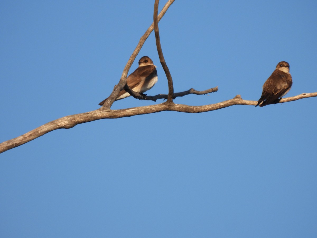 Northern Rough-winged Swallow - Lara Fitzpatrick