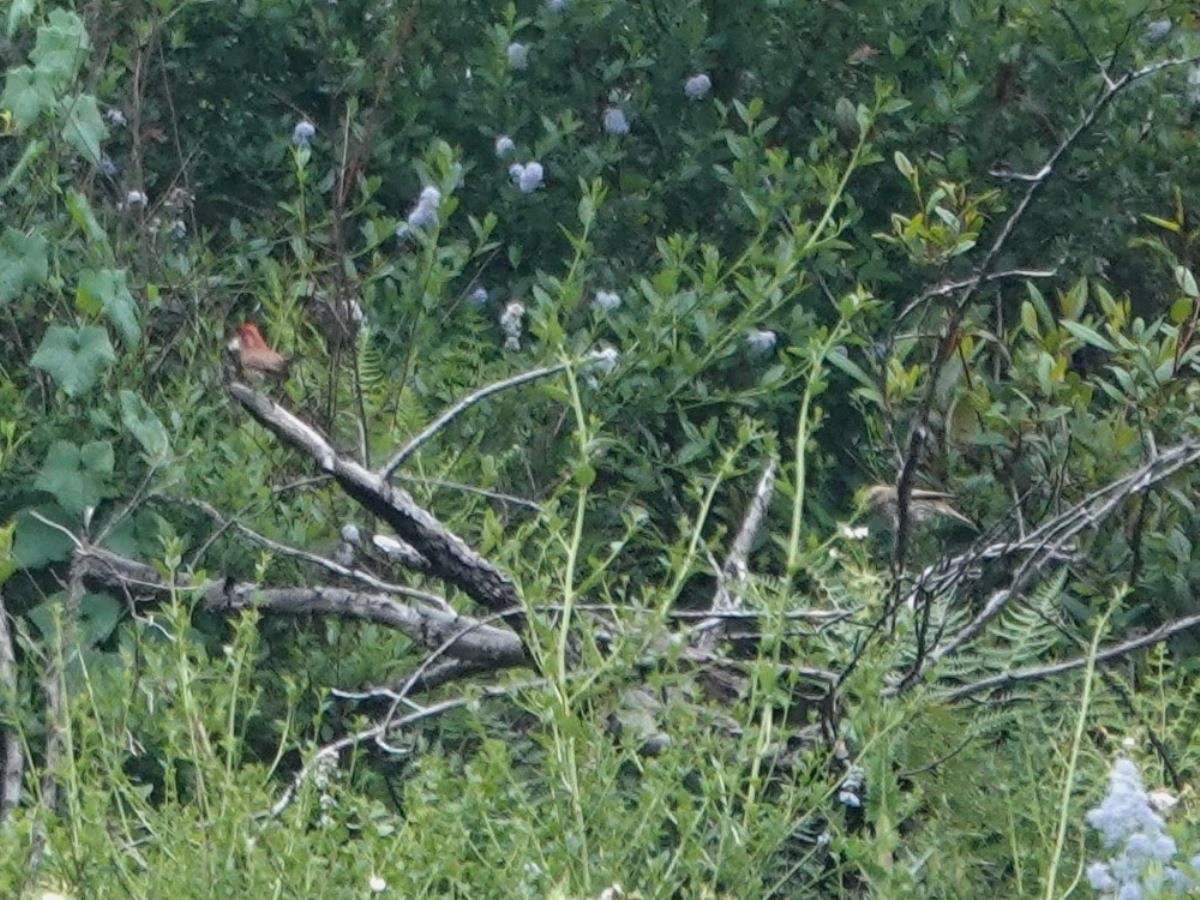 Purple Finch - ML618908425