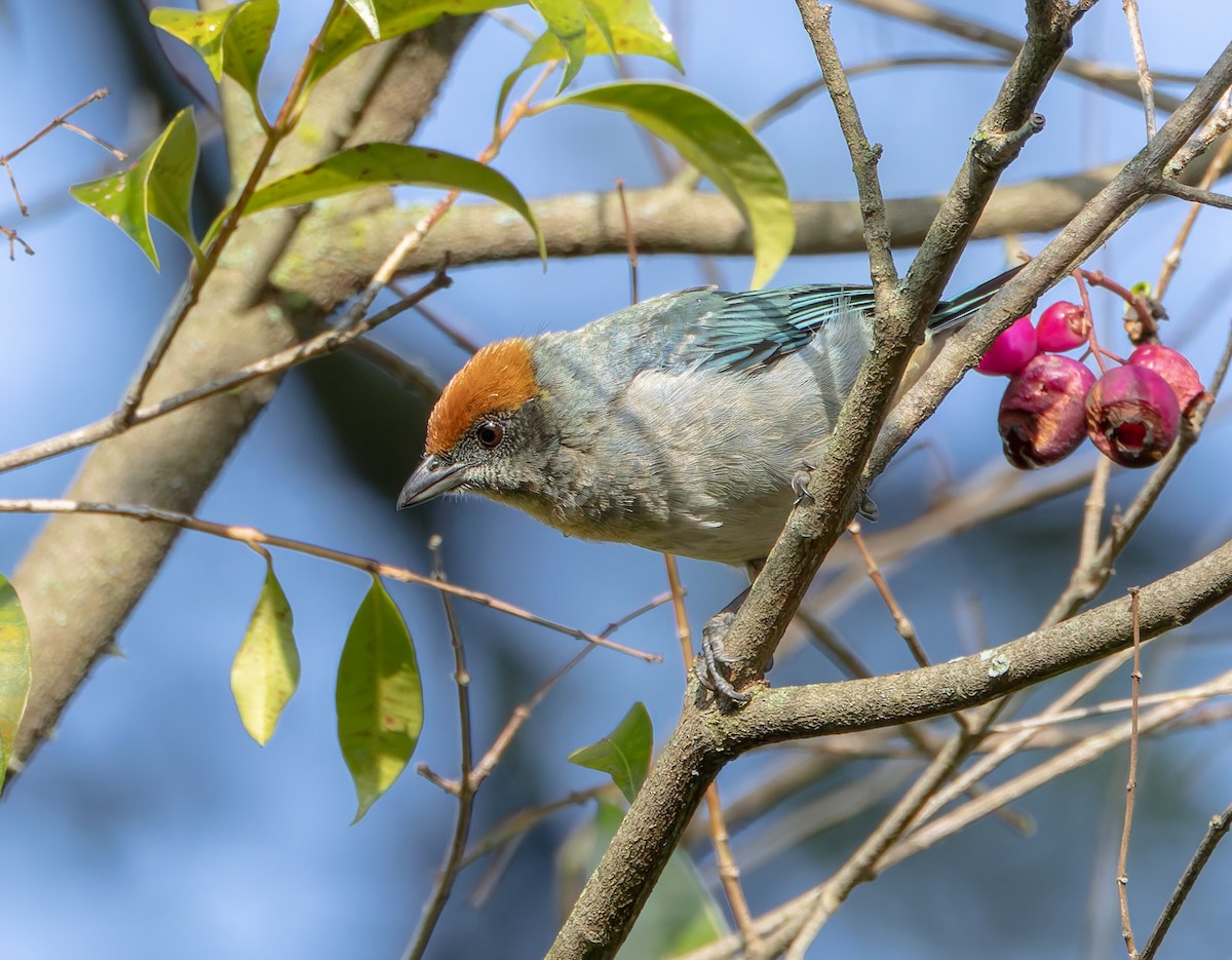 Scrub Tanager - Joe Aliperti